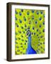 Paisley Peacock-Blenda Tyvoll-Framed Giclee Print