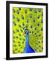 Paisley Peacock-Blenda Tyvoll-Framed Giclee Print