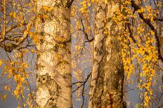 Birch tree trunks and branches with yellow leaves, blue gray sky on background-Paivi Vikstrom-Photographic Print