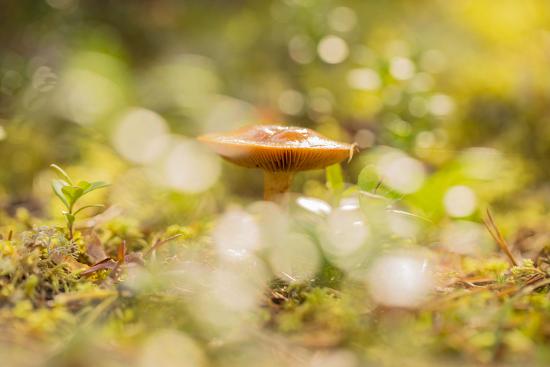 Premium Photographic Print, , large