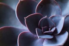 Succulent Leaves in Close-up, purple color-Paivi Vikstrom-Photographic Print