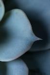 Close-up of Succulent Leaves, green color-Paivi Vikstrom-Photographic Print