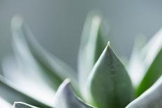 Succulent Plant Leaves in Close-up-Paivi Vikstrom-Photographic Print