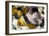 Pajama Cardinalfish-Matthew Oldfield-Framed Photographic Print