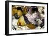 Pajama Cardinalfish-Matthew Oldfield-Framed Photographic Print