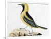 Pájaro Paseriforme de Ecuador, Expedición Malaspina-José Cardero-Framed Giclee Print