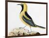 Pájaro Paseriforme de Ecuador, Expedición Malaspina-José Cardero-Framed Giclee Print