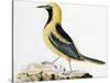 Pájaro Paseriforme de Ecuador, Expedición Malaspina-José Cardero-Stretched Canvas