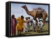 Pakistan Folk Dancers Perform; Owner Sits with His Camel, Annual Festival Horse and Cattle Show-null-Framed Stretched Canvas