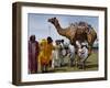 Pakistan Folk Dancers Perform; Owner Sits with His Camel, Annual Festival Horse and Cattle Show-null-Framed Photographic Print