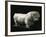 Pakistan, Mohenjo-Daro, Terracotta Bull Figurine-null-Framed Giclee Print