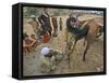 Pakistan Youth, Holds a Horse's Hoof While a Man Prepares to Place a New Shoe-null-Framed Stretched Canvas