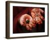 Pakistani Girl Displays Her Hands Painted with Henna Paste-null-Framed Photographic Print