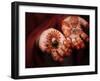 Pakistani Girl Displays Her Hands Painted with Henna Paste-null-Framed Photographic Print