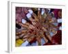 Pakistani Girls Display their Hands Decorated with Mehndi or Henna-null-Framed Photographic Print