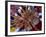 Pakistani Girls Display their Hands Decorated with Mehndi or Henna-null-Framed Photographic Print