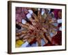 Pakistani Girls Display their Hands Decorated with Mehndi or Henna-null-Framed Photographic Print