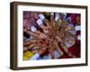 Pakistani Girls Display their Hands Decorated with Mehndi or Henna-null-Framed Photographic Print