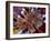 Pakistani Girls Display their Hands Decorated with Mehndi or Henna-null-Framed Photographic Print