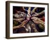 Pakistani Girls Show Their Hands Painted with Henna Ahead of the Muslim Festival of Eid-Al-Fitr-Khalid Tanveer-Framed Premium Photographic Print