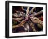 Pakistani Girls Show Their Hands Painted with Henna Ahead of the Muslim Festival of Eid-Al-Fitr-Khalid Tanveer-Framed Premium Photographic Print