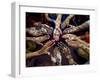 Pakistani Girls Show Their Hands Painted with Henna Ahead of the Muslim Festival of Eid-Al-Fitr-Khalid Tanveer-Framed Premium Photographic Print