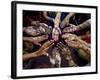 Pakistani Girls Show Their Hands Painted with Henna Ahead of the Muslim Festival of Eid-Al-Fitr-Khalid Tanveer-Framed Premium Photographic Print