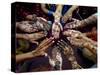 Pakistani Girls Show Their Hands Painted with Henna Ahead of the Muslim Festival of Eid-Al-Fitr-Khalid Tanveer-Stretched Canvas