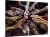 Pakistani Girls Show Their Hands Painted with Henna Ahead of the Muslim Festival of Eid-Al-Fitr-Khalid Tanveer-Mounted Photographic Print