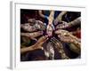 Pakistani Girls Show Their Hands Painted with Henna Ahead of the Muslim Festival of Eid-Al-Fitr-Khalid Tanveer-Framed Photographic Print