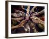 Pakistani Girls Show Their Hands Painted with Henna Ahead of the Muslim Festival of Eid-Al-Fitr-Khalid Tanveer-Framed Photographic Print