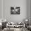 Palace Het Loo, Apeldoorn, Netherlands, C1934-null-Giclee Print displayed on a wall