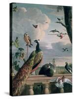 Palace of Amsterdam with Exotic Birds-Melchior de Hondecoeter-Stretched Canvas