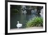 Palace of Fine Arts, Marina District, San Francisco, California-Anna Miller-Framed Photographic Print