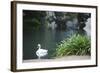 Palace of Fine Arts, Marina District, San Francisco, California-Anna Miller-Framed Photographic Print