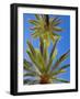 Palacio De La Condesa De Lebrija Courtyard, Seville, Spain-Walter Bibikow-Framed Photographic Print