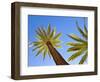 Palacio De La Condesa De Lebrija Courtyard, Seville, Spain-Walter Bibikow-Framed Photographic Print