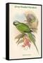 Palaeornis Caniceps - Grey-Headed Parakeet-John Gould-Framed Stretched Canvas