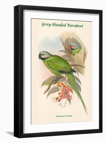 Palaeornis Caniceps - Grey-Headed Parakeet-John Gould-Framed Art Print