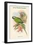 Palaeornis Caniceps - Grey-Headed Parakeet-John Gould-Framed Art Print
