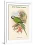 Palaeornis Caniceps - Grey-Headed Parakeet-John Gould-Framed Art Print