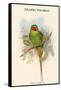 Palaeornis Nicobaricus - Nicobar Parakeet-John Gould-Framed Stretched Canvas