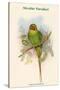 Palaeornis Nicobaricus - Nicobar Parakeet-John Gould-Stretched Canvas