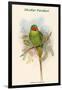Palaeornis Nicobaricus - Nicobar Parakeet-John Gould-Framed Art Print