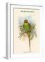 Palaeornis Nicobaricus - Nicobar Parakeet-John Gould-Framed Art Print