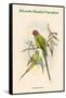 Palaeornis Rosa - Blossom-Headed Parakeet-John Gould-Framed Stretched Canvas