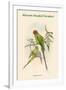 Palaeornis Rosa - Blossom-Headed Parakeet-John Gould-Framed Art Print