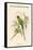 Palaeornis Rosa - Blossom-Headed Parakeet-John Gould-Framed Stretched Canvas