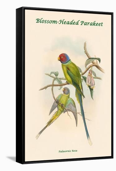 Palaeornis Rosa - Blossom-Headed Parakeet-John Gould-Framed Stretched Canvas