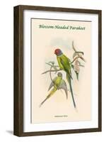 Palaeornis Rosa - Blossom-Headed Parakeet-John Gould-Framed Art Print